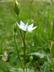 Lomatogonium carinthiacum