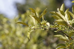 Macrosolen cochinchinensis