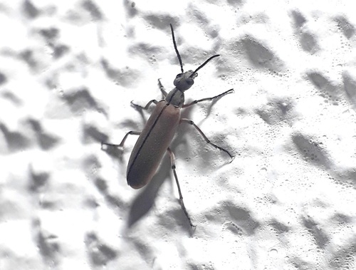 Epicauta brunneipennis · iNaturalist