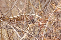 Lagonosticta rhodopareia