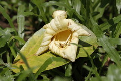 Fernandoa adenophylla