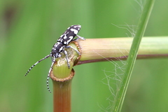 Pterolophia luctuosa