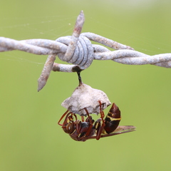 Polistes stigma townsvillensis
