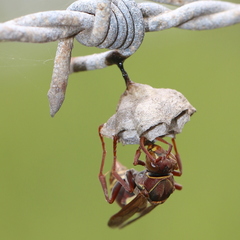 Polistes stigma townsvillensis