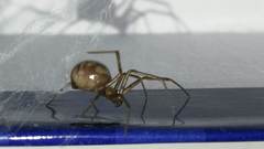 Steatoda