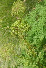 Afroligusticum thodei
