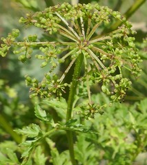 Afroligusticum thodei