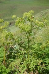 Afroligusticum thodei
