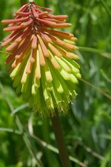 Kniphofia triangularis