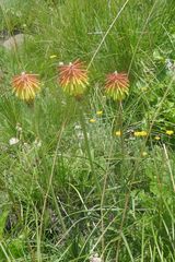 Kniphofia triangularis