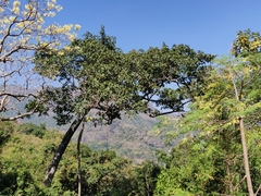 Ficus drupacea