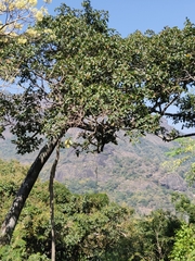 Ficus drupacea