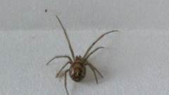 Steatoda