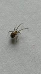 Steatoda