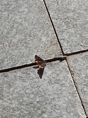 Archiearinae