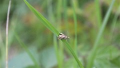 Chrysocramboides craterella