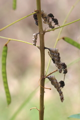 Ropalidia revolutionalis