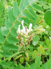 Astragalus boeticus