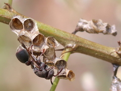 Ropalidia revolutionalis