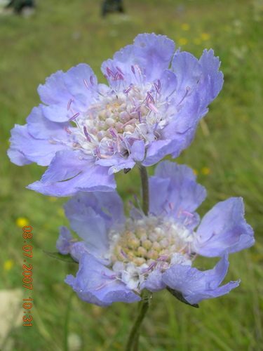 Perennial Scabious