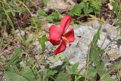 Abelmoschus moschatus tuberosus