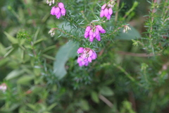 Erica cinerea
