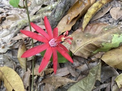 Passiflora glandulosa