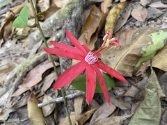 Passiflora glandulosa