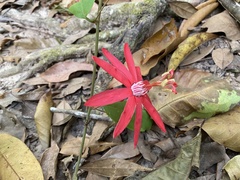 Passiflora glandulosa