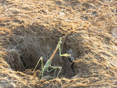 Empusa