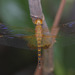 Amber-winged Glider - Photo (c) budak, some rights reserved (CC BY-NC)