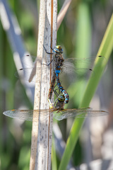 Rhionaeschna diffinis