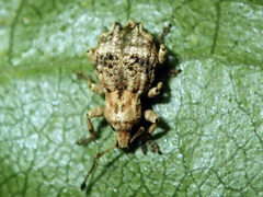 Brachyolus punctatus
