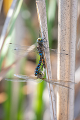 Rhionaeschna diffinis