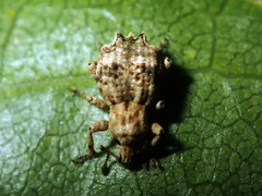 Brachyolus punctatus