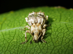 Brachyolus punctatus