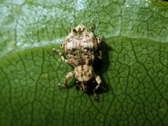 Brachyolus punctatus
