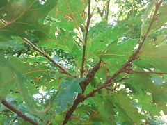 Pseudoneuroterus macropterus