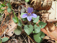 Viola grypoceras