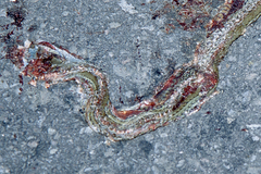 Mastigodryas alternatus