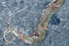 Mastigodryas alternatus