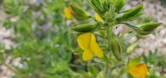 Ononis pubescens