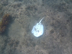 Trygonoptera testacea