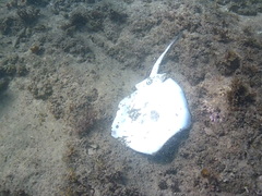 Trygonoptera testacea