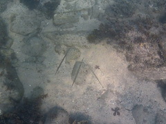 Fistularia commersonii