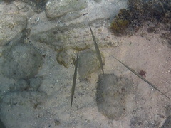 Fistularia commersonii