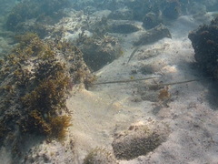 Fistularia commersonii