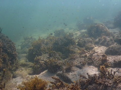 Fistularia commersonii