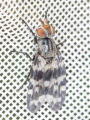 Otites centralis