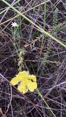 Hibbertia puberula
